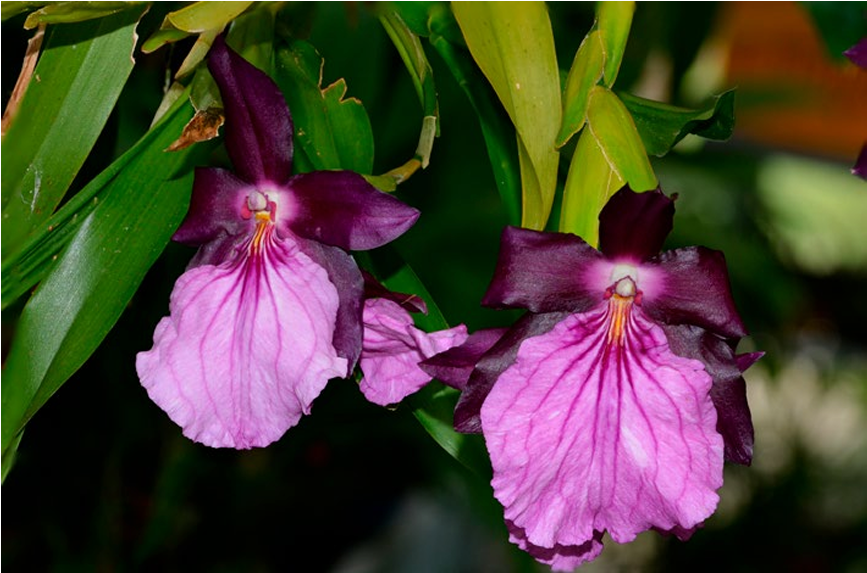 Miltonia moreliana foto1 ORCHIS 3 2022 p.4