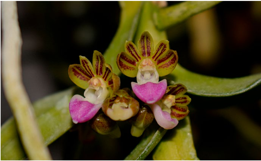 Pelatantheria insectifera Foto1 Orchis 3 2022 p.71