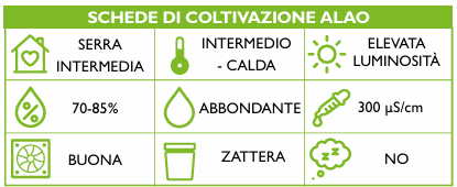 Pelatantheria insectifera Schema coltivazione Orchis 3 2022 p.71