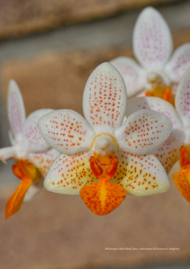 Phalaenopsis Mini Mark, foto e coltivazione di Francesca Castiglione Orchis 4 2022 p.53