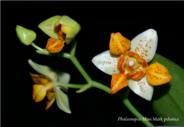 Phalaenopsis Mini Mark pelorica Orchis 4 2022 p.54