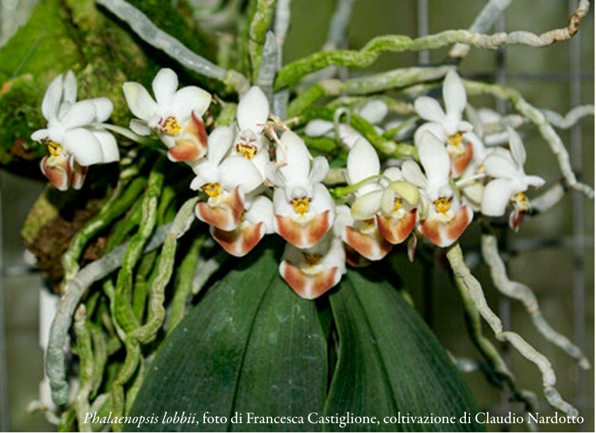 Phalaenopsis lobbii, foto di Francesca Castiglione, coltivazione di Claudio Nardotto p.54