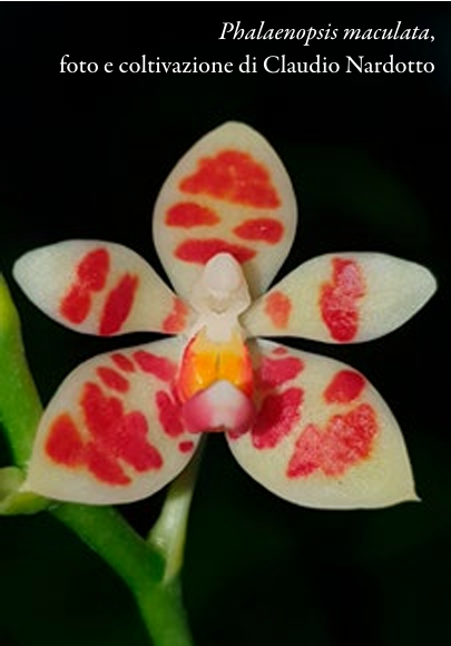 Phalaenopsis maculata, foto e coltivazione di Claudio Nardotto p.54