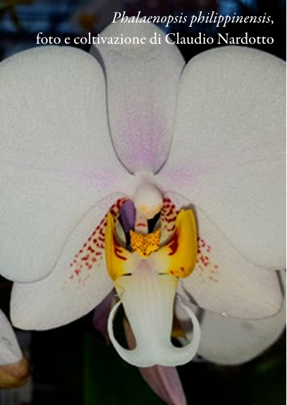 Phalaenopsis philippinensis, foto e coltivazione di Claudio Nardotto p.54