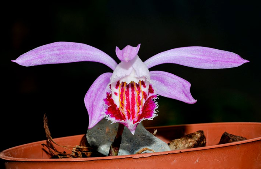 Pleione Wharfedale 'Pine Warbler' Orchis 1 2022 p.36