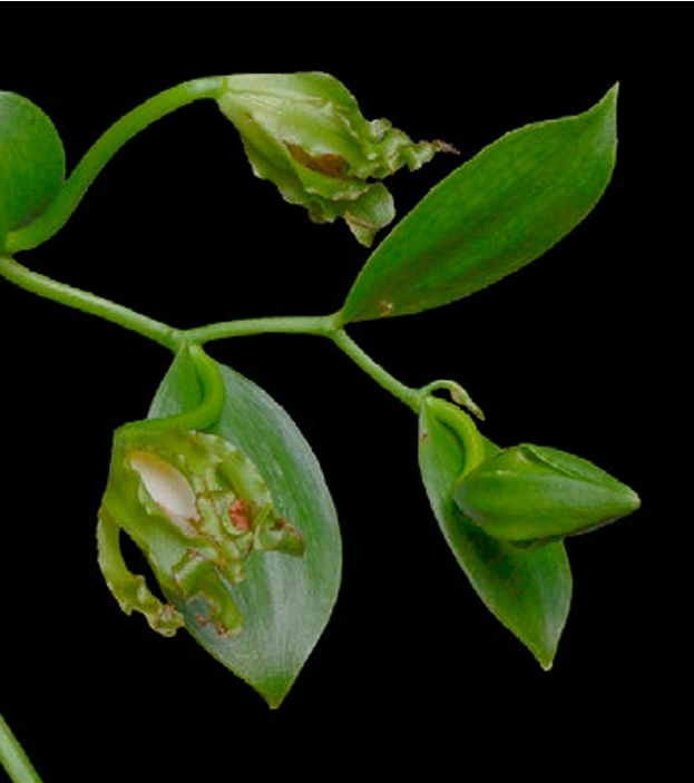 Vanilla andina -Boccioli ORCHIS 3 2022 p.99