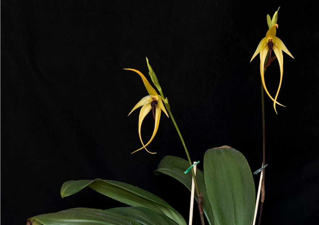 Bulbophyllum Wilbur Chang Fiori Orchis N. speciale 2021 p.72