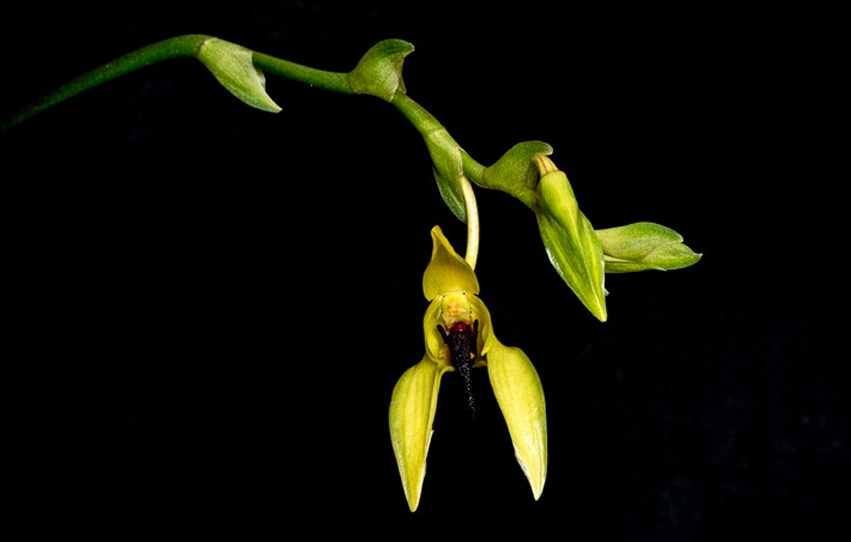 Bulbophyllum amplebracteatum subsp. Carunculatum Fiori ORCHIS NS 2021 p.46