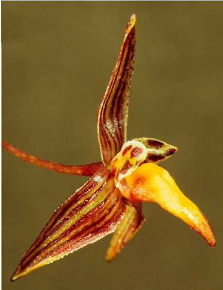 Bulbophyllum nannae Orchis NS 2021 p.79