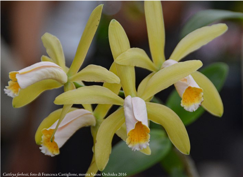 Cattleya forbesii, foto di Francesca Castiglione, mostra Varese Orchidea 2016 ORCHIS NSpeciale 2024 p.18