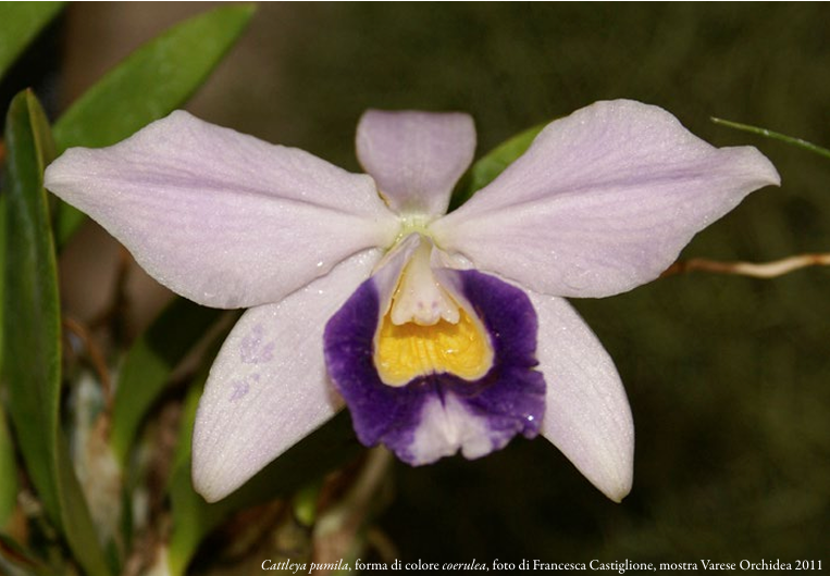 Cattleya pumila, forma colore coerulea, Foto di Francesca Castiglione, mostra Varese Orchiedea 2011, ORCHIS NSpeciale 2024 p.52