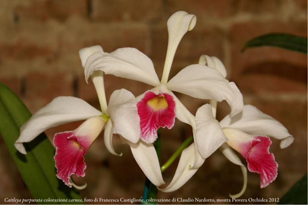 Cattleya purpurata colorazione carnea Foto di Francesca Castiglione Coltivazione di Claudio Nardotto Piovera Orchiedea ORCHIS NSpeciale 2024 p.4