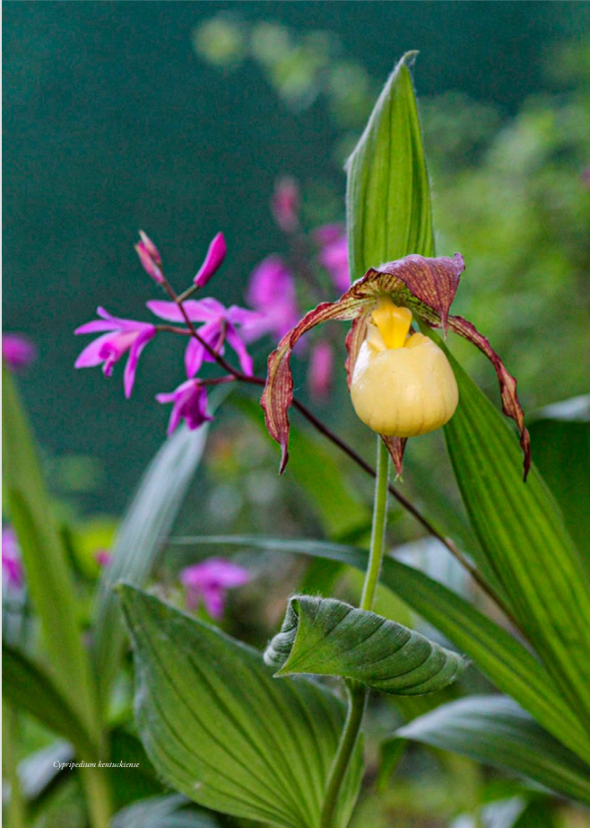 Cypripedium kentuckiens Intervista Marco Toffoletti ORCHIS 4 2021 p.97