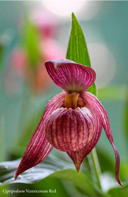 Intervista Marco Toffoletti Cypripedium Ventricosum Red ORCHIS 4 2021 p.98