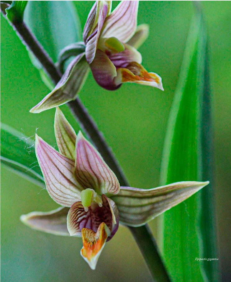 Intervista Marco Toffoletti Epipactis gigantea ORCHIS 4 2021 p.98