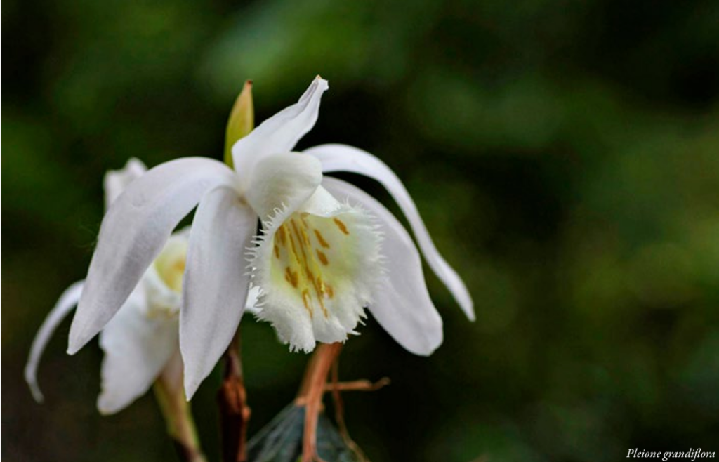 Intervista Marco Toffoletti Pleione grandiflora ORCHIS 4 2021 p.100