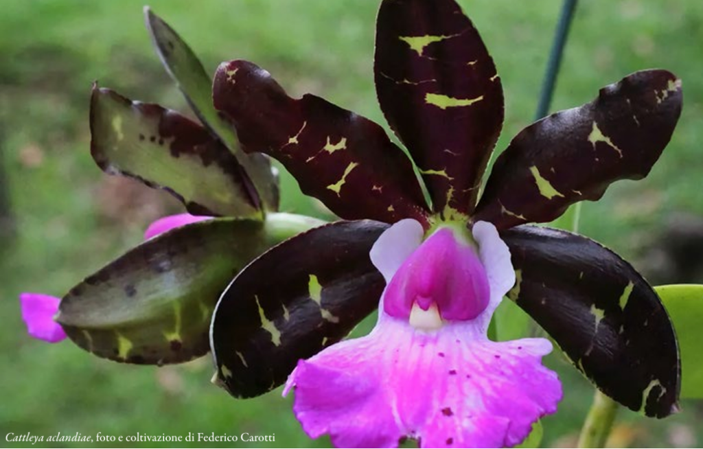 Cattleya aclandiae, foto e coltivazione di Federico Corotti, ORCHIS NSpeciale 2024 p.64