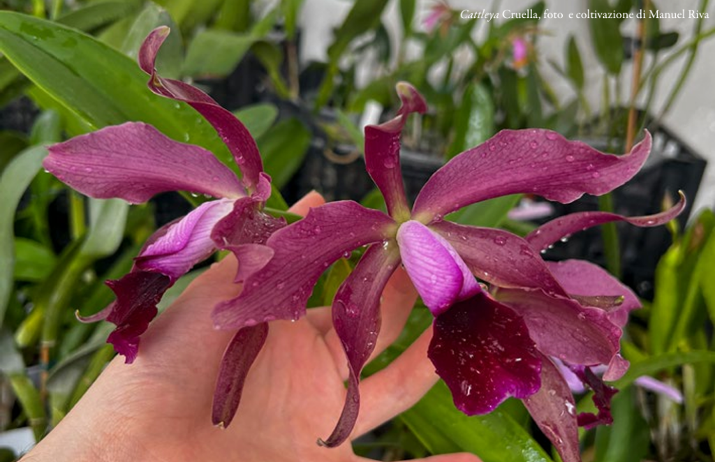 Cattleya cruella, foto e coltivazione di Manuel Riva, Orchis NS 2024 p.60