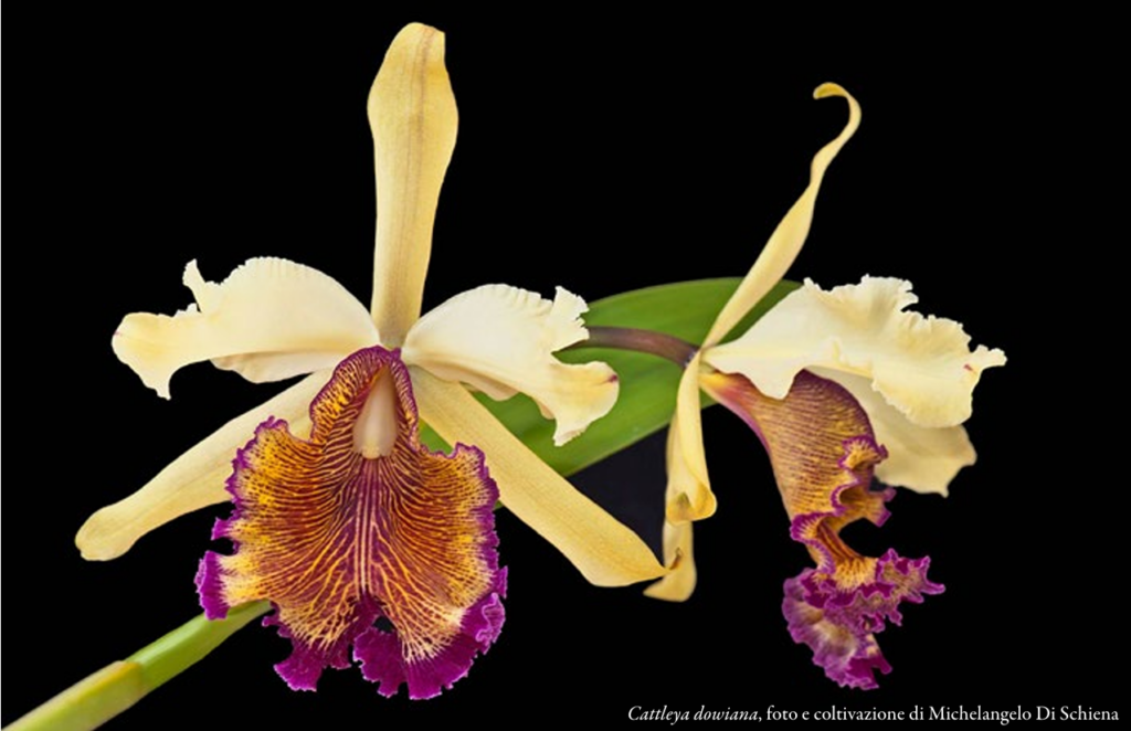 Cattleya dowiana, foto e coltivazione di Michelangelo Di Schiena ORCHIS NS 2024 p.96