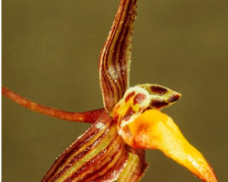 Bulbophyllum nannae Orchis NS 2021 p.79