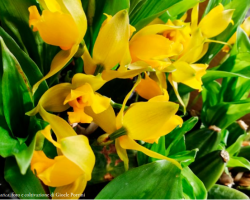 Lycaste aromatica, foto e coltivazione di Gioele Porrini ORCHIS NS 2022 p.66