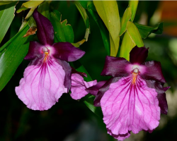 Miltonia moreliana foto1 ORCHIS 3 2022 p.4