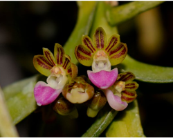 Pelatantheria insectifera Foto1 Orchis 3 2022 p.71